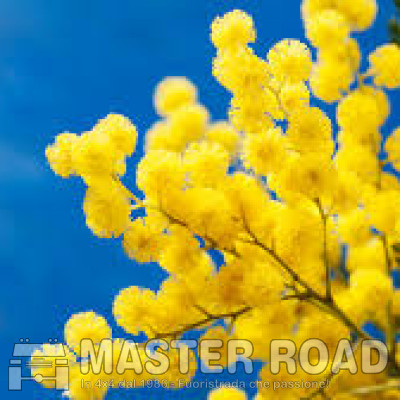 8 mar - 21° Master Girl - oggi tra le Fonti